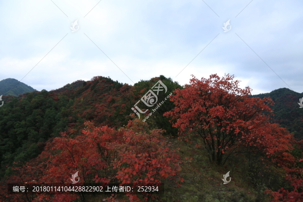 紅葉