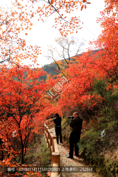 紅葉