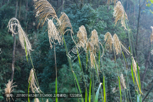 逆光蘆花背景