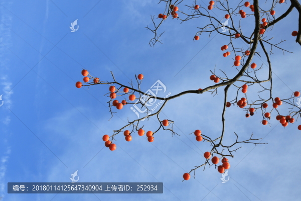 柿子
