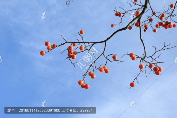 柿子