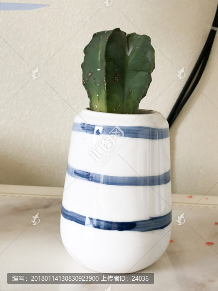 多肉植物盆栽