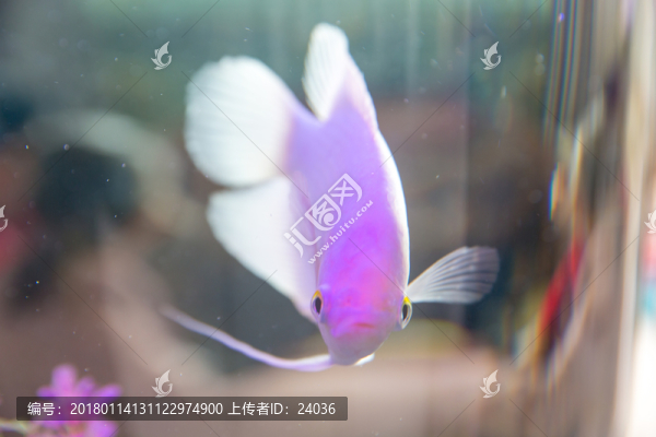 熱帶魚,觀賞魚