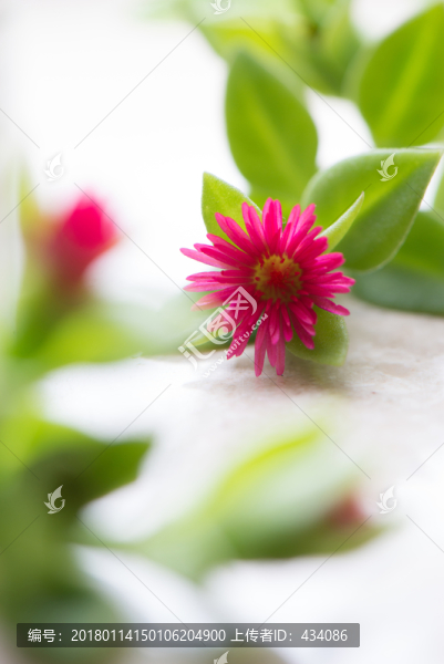 開花中的穿心蓮