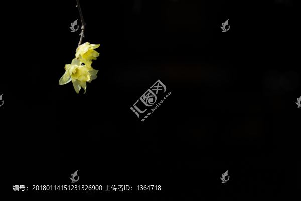 臘梅花