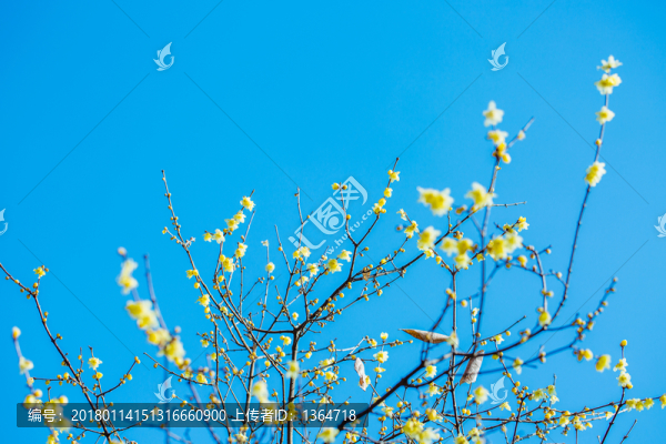 臘梅花