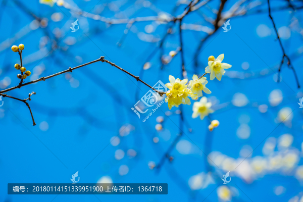 臘梅花
