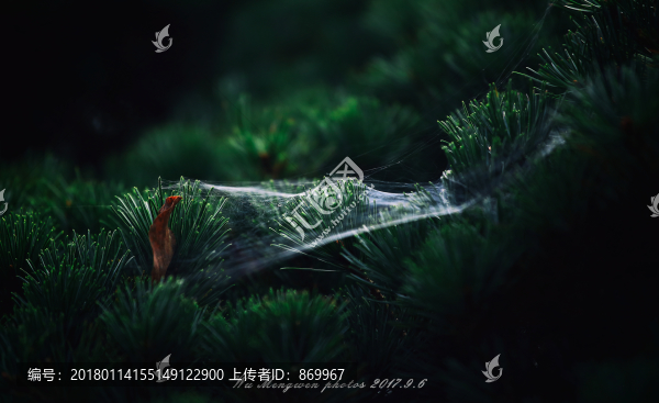 松樹上的蜘蛛網(wǎng)