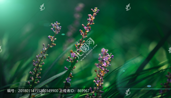 綠色植物攝影,紫色的花朵
