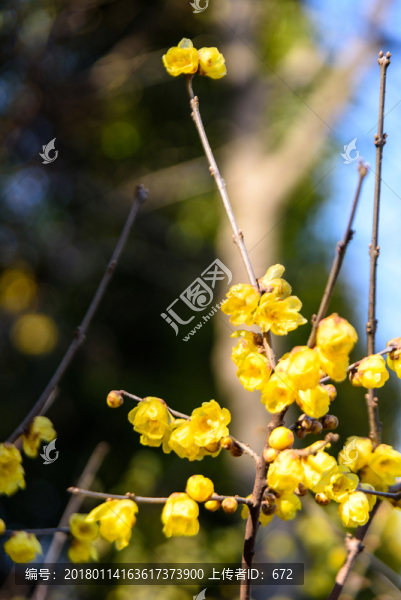 臘梅花