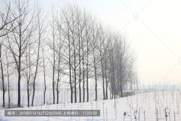 雪中樹木