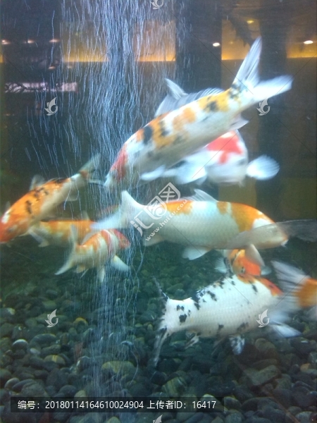 金魚(yú),魚(yú)缸