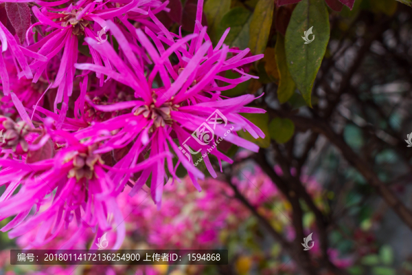 景區(qū)花卉素材