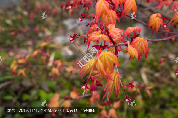 景區(qū)花朵