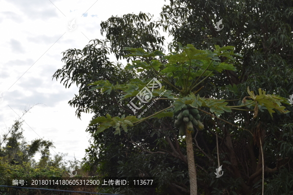 青木瓜樹