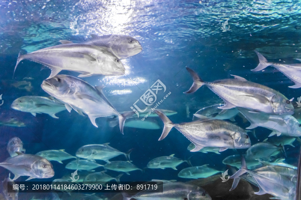 深海魚(yú)群,海魚(yú)海洋生物,觀賞魚(yú)
