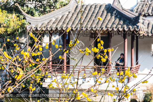 瞻園臘梅花開