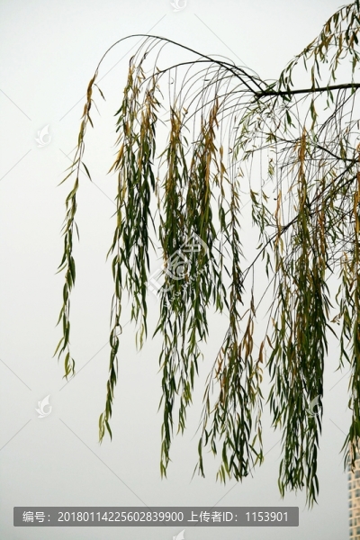 柳枝
