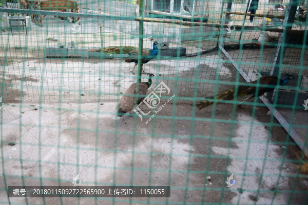 孔雀養(yǎng)殖