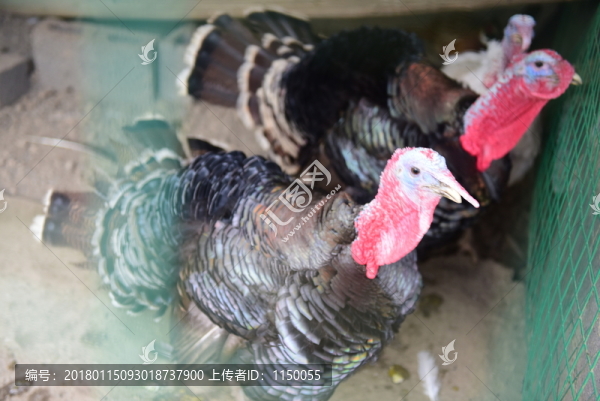 火雞養(yǎng)殖