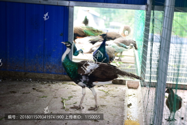 孔雀養(yǎng)殖
