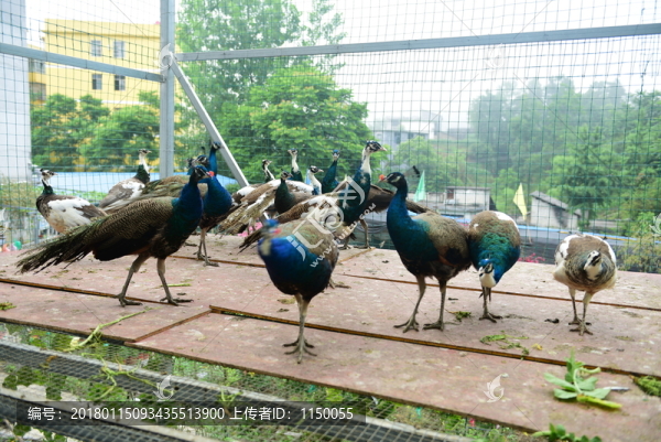 孔雀養(yǎng)殖
