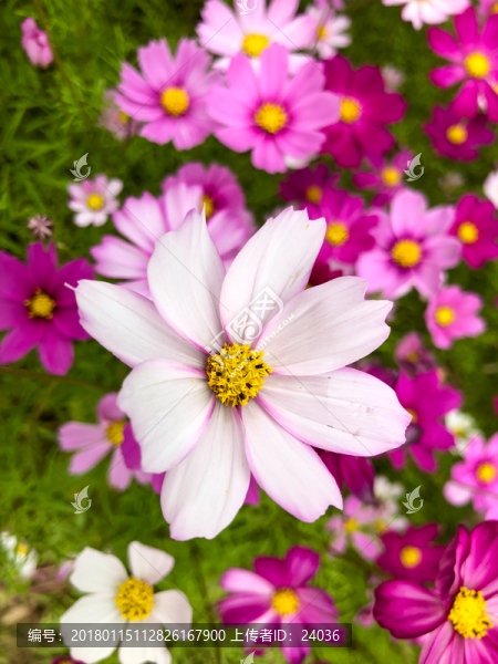 格桑花