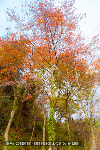 梅嶺楓樹(shù)