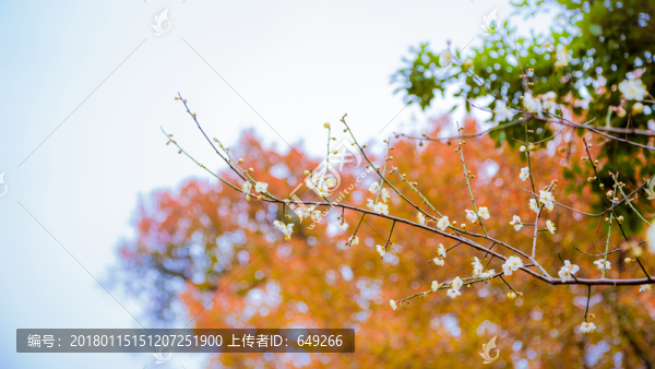 紅楓白梅