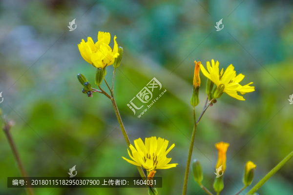 野黃花