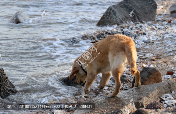 海邊金毛狗犬