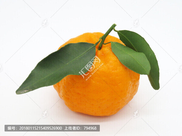 丑橘