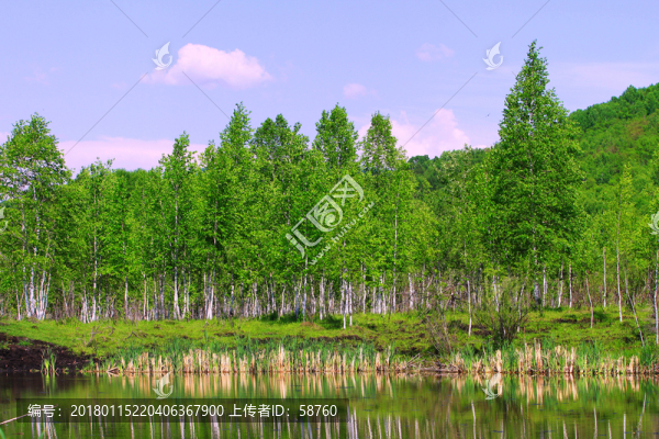 湖泊白樺林風景