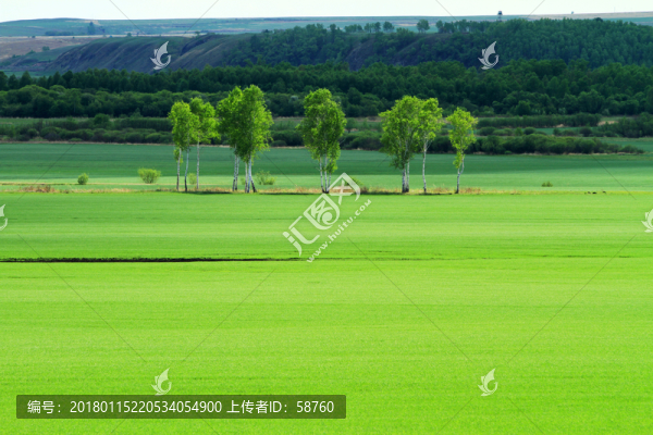 綠色農(nóng)田樹林