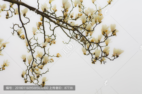玉蘭花