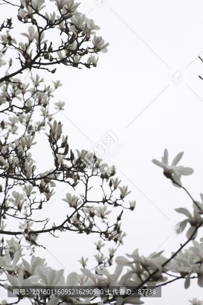 玉蘭花