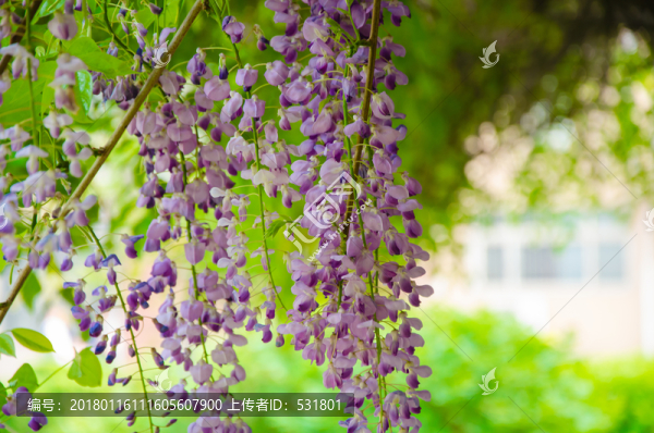 紫藤花