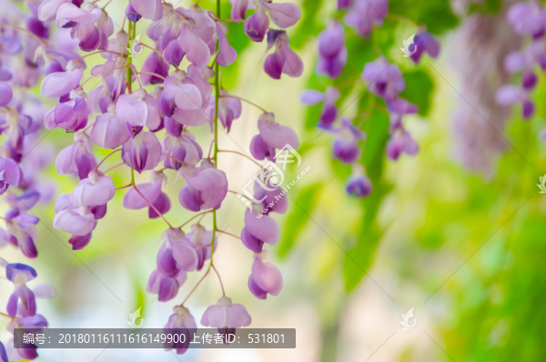 紫藤花