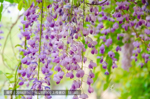 紫藤花