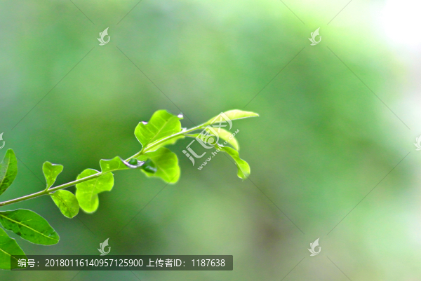 綠色壁紙