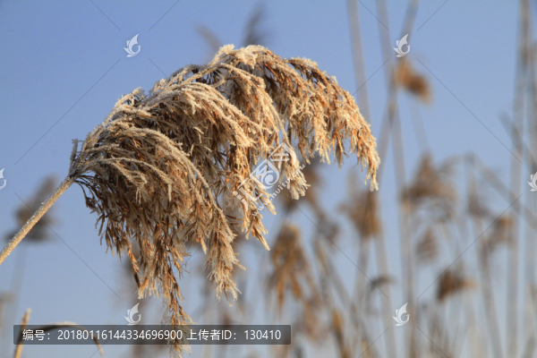 蘆花