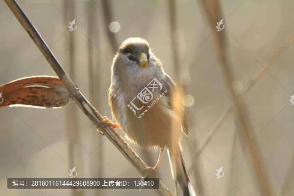 震旦雅雀