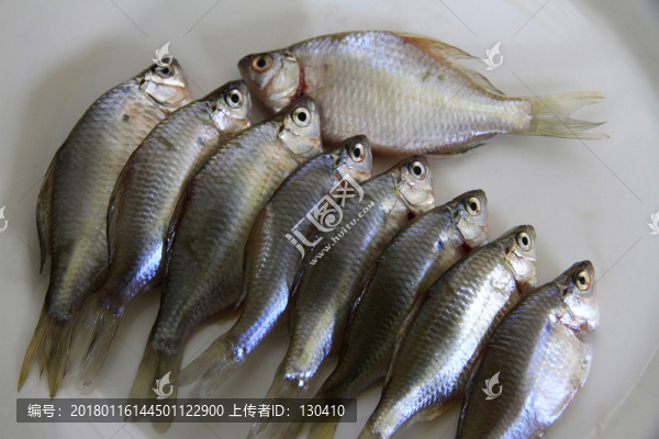 鳑鲏魚