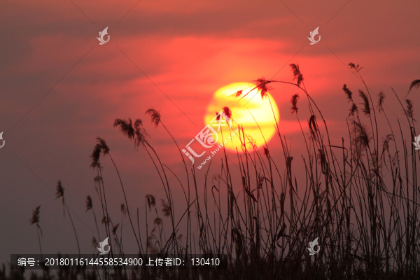夕陽蘆葦
