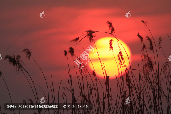 夕陽蘆葦