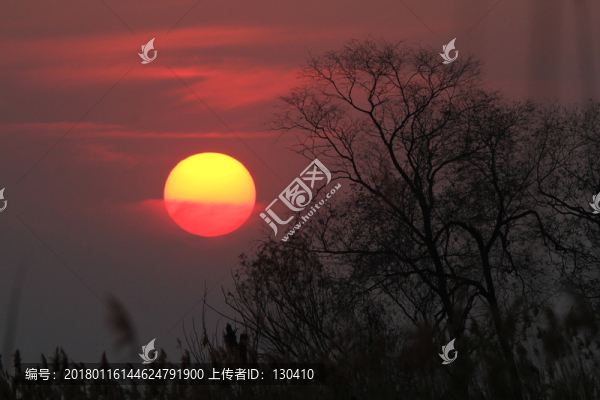夕陽樹木