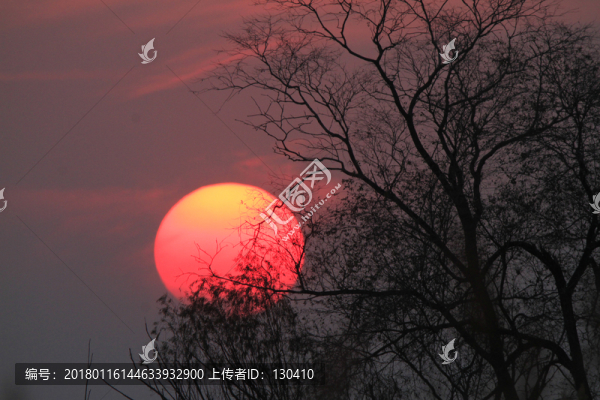 夕陽樹木