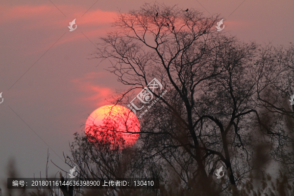 夕陽(yáng)樹(shù)木