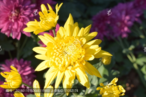 菊花