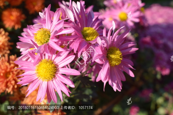 菊花